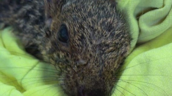 Mequon squirrel saved with 'mini chest compressions'