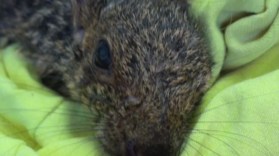 Mequon squirrel saved with 'mini chest compressions'