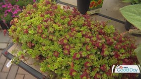 Landscaping in Minnesota: Underused plants for your yard