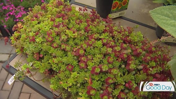 Landscaping in Minnesota: Underused plants for your yard