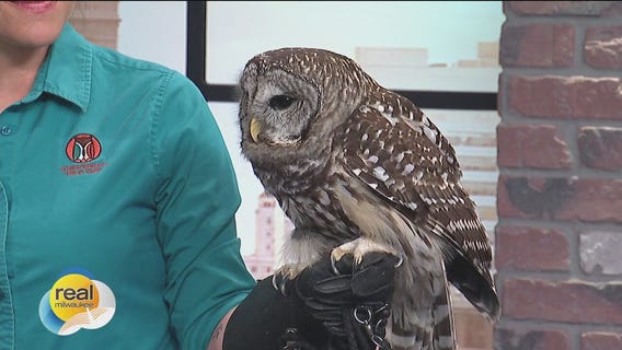 Barred owl nesting season; Schlitz Audubon Nature Center