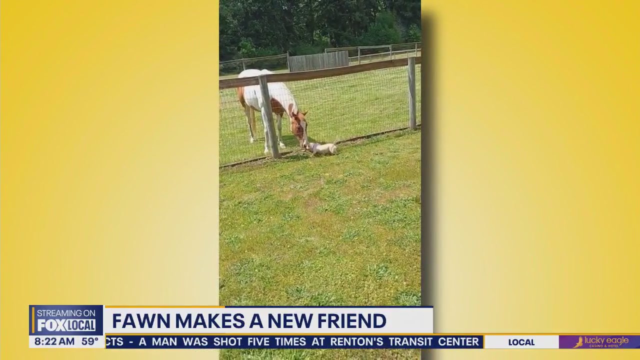 Good Day Pet Tricks for Friday, July 18