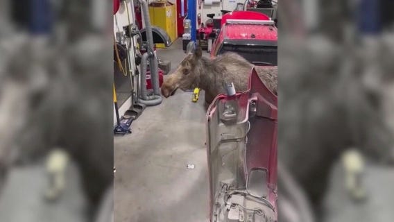 Moose on the loose at Alaska fire department