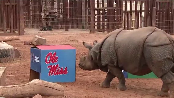 Phoenix Zoo’s Chutti picks Fiesta Bowl winner