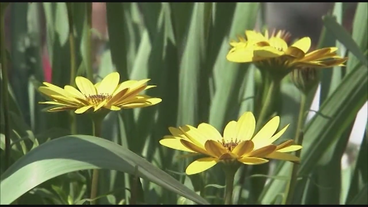 Loyola Medicine allergy count resumes, providing insight for allergy sufferers