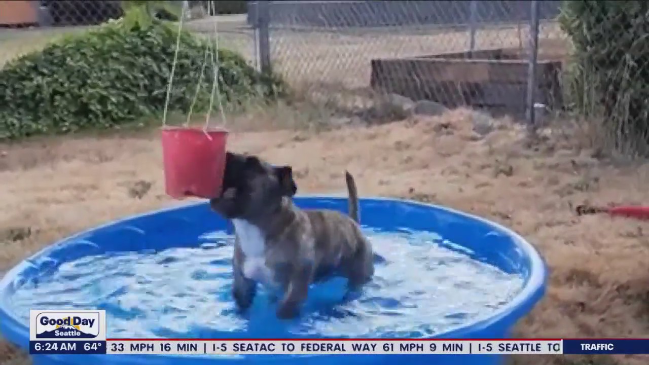 Pet Tricks for Monday, August 7