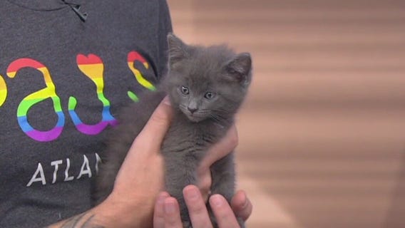 Meet King Ghidorah: Our Pet of the Day