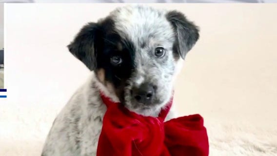 Holiday sleepover for adoptable pets