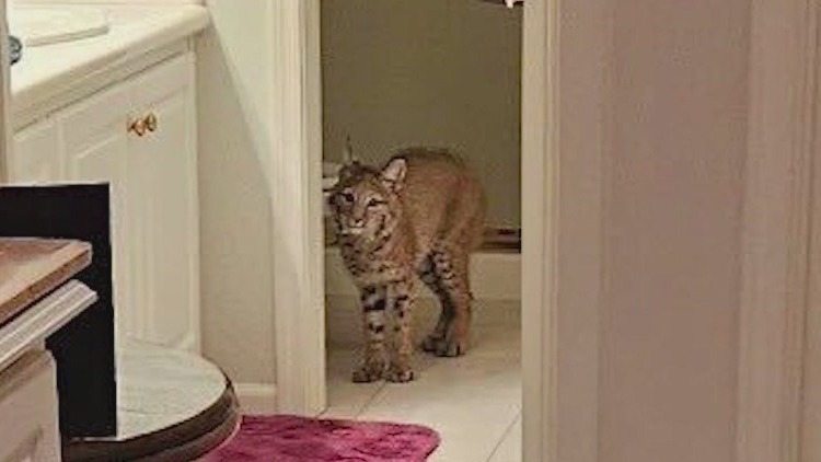 Story of a mom bobcat and her baby's rescue