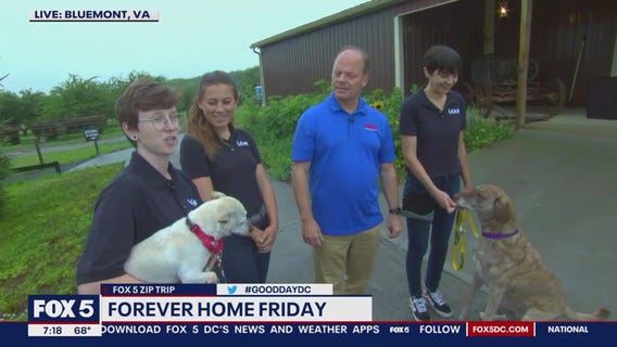 Forever Home Friday from Bluemont!