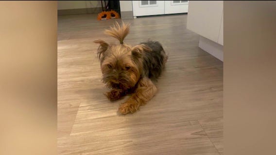 Chicago Housing Authority responds to yorkie attacked, killed by pit bulls