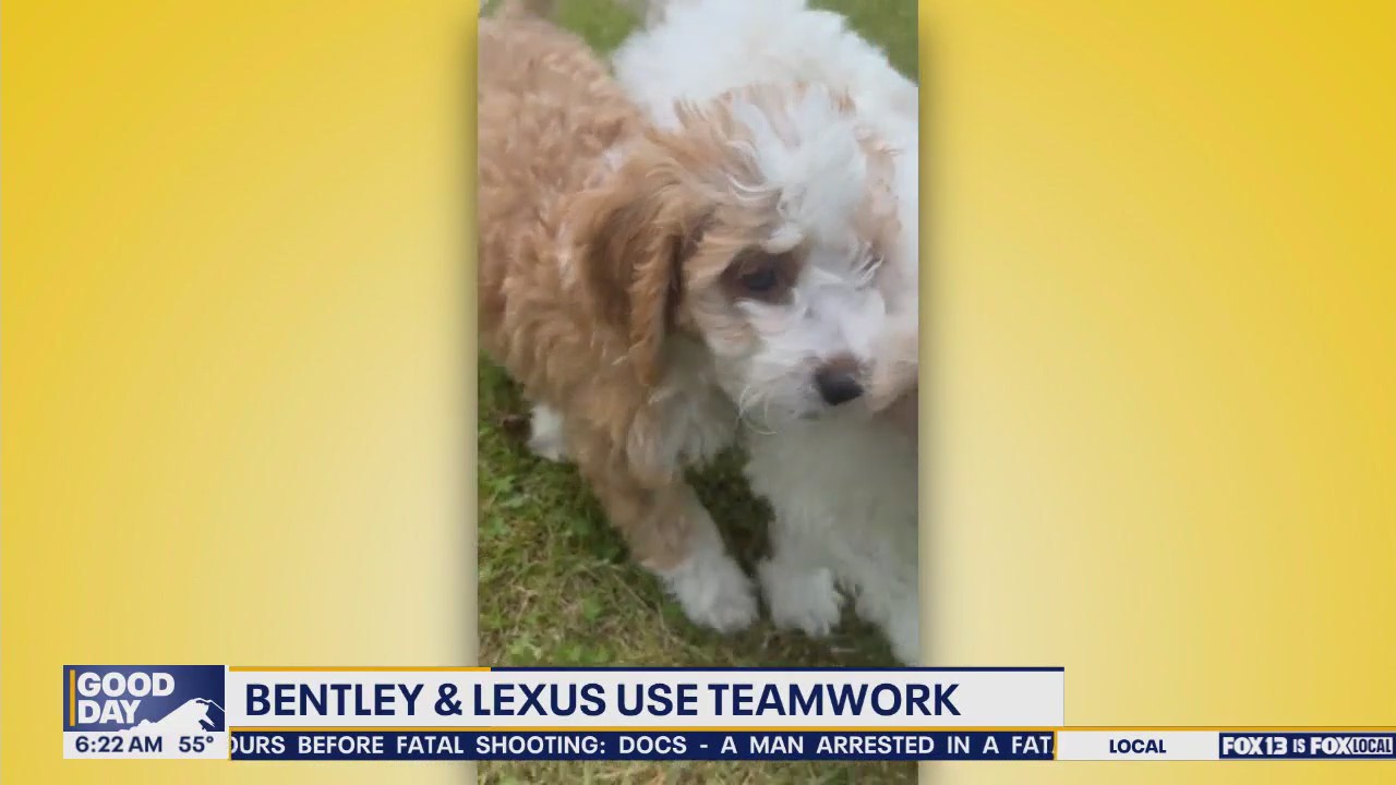 Pet Tricks for Friday, July 4