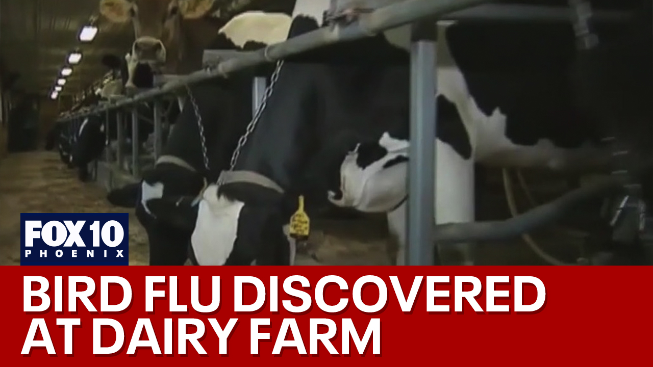 Dairy farm in Maricopa County quarantined for flu