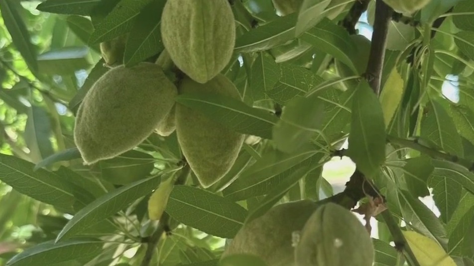 Florida college using AI to protect crops