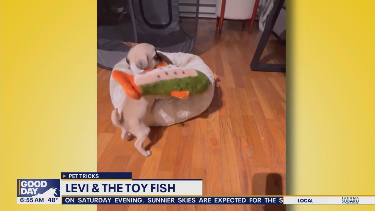 Pet Tricks for Monday, October 6