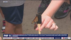 Butterflies at Chattahoochee Nature Center