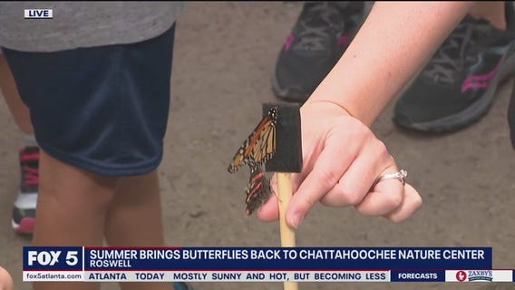 Butterflies at Chattahoochee Nature Center