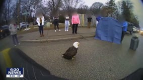 Bald eagle rescued in Plymouth doing well in recovery at Raptor Center