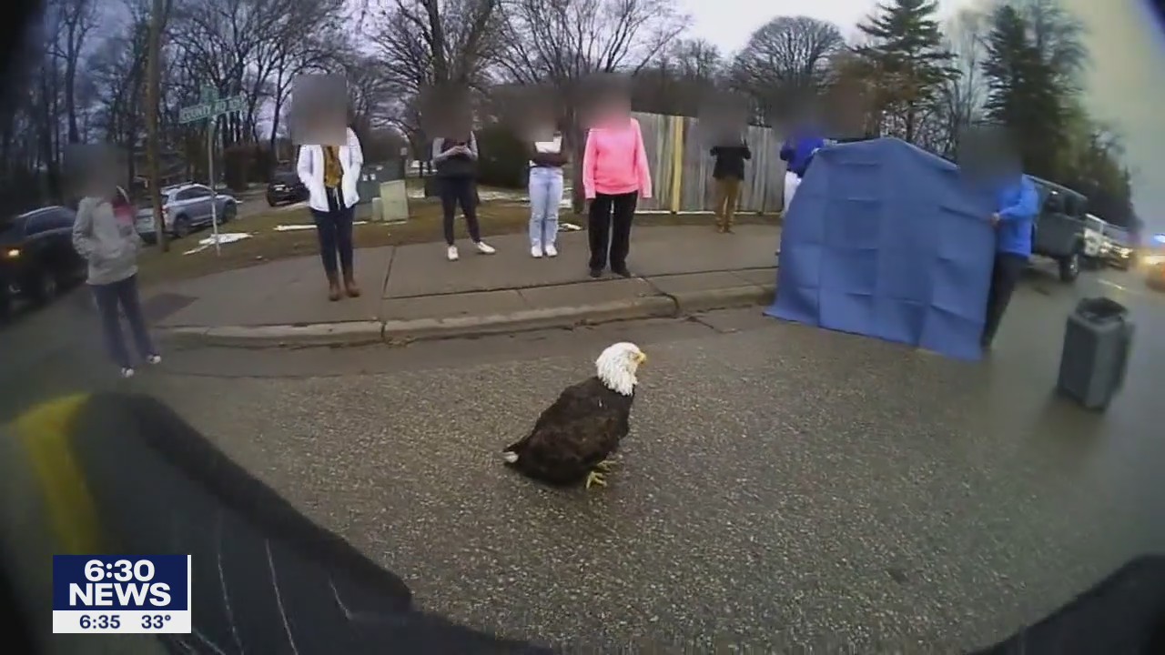 Bald eagle rescued in Plymouth doing well in recovery at Raptor Center
