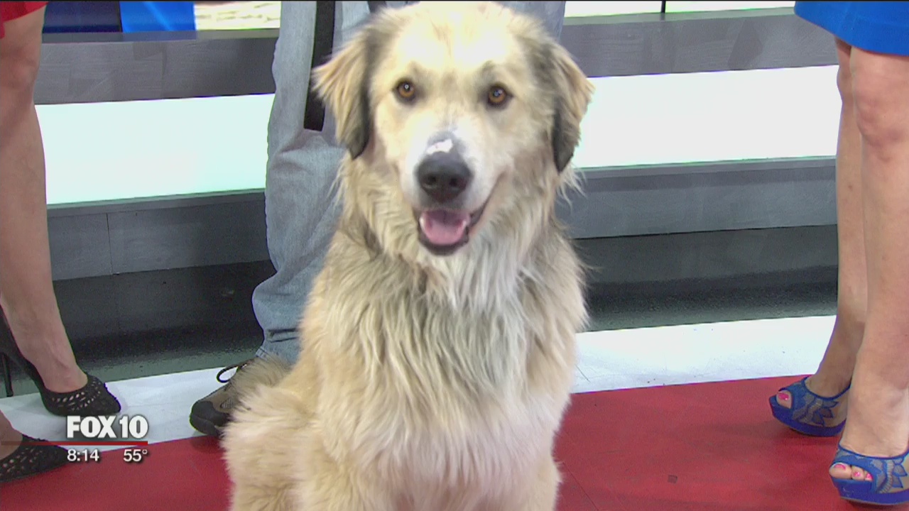 Afghanistan veteran and dog reunite after months of separation