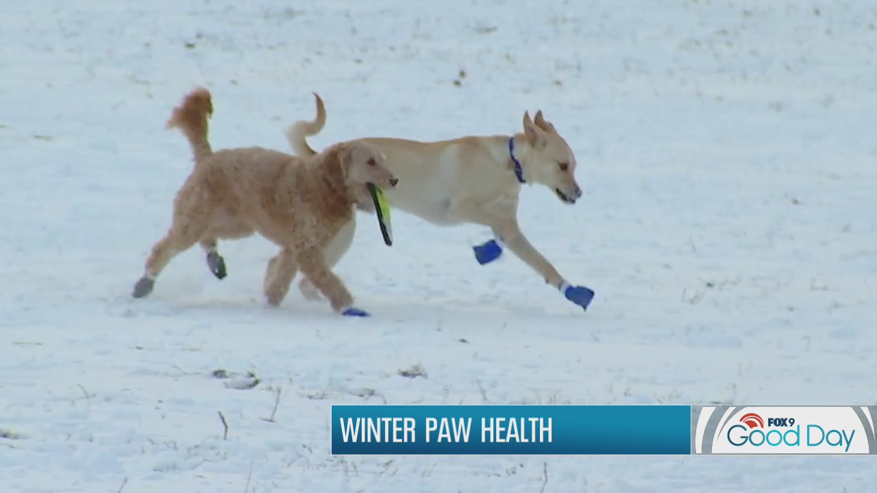 Winter paw health for your furry friends with Dr. Eric Ruhland