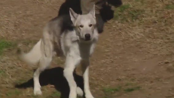 Pet of the Weekend: Obi