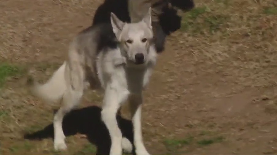 Pet of the Weekend: Obi