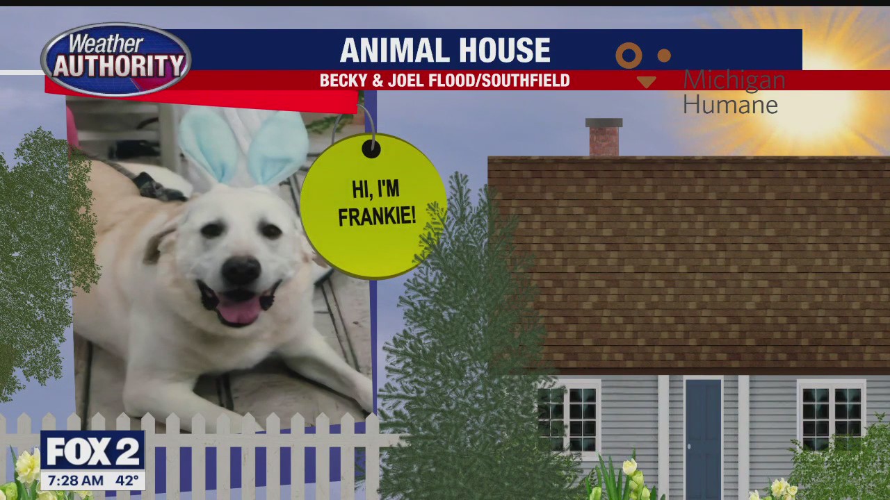 Welcome Frankie, Izzy, Ollie, Chase