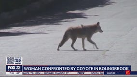 Coyote attack spooks SW suburban residents
