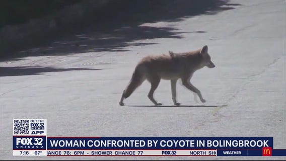 Coyote attack spooks SW suburban residents