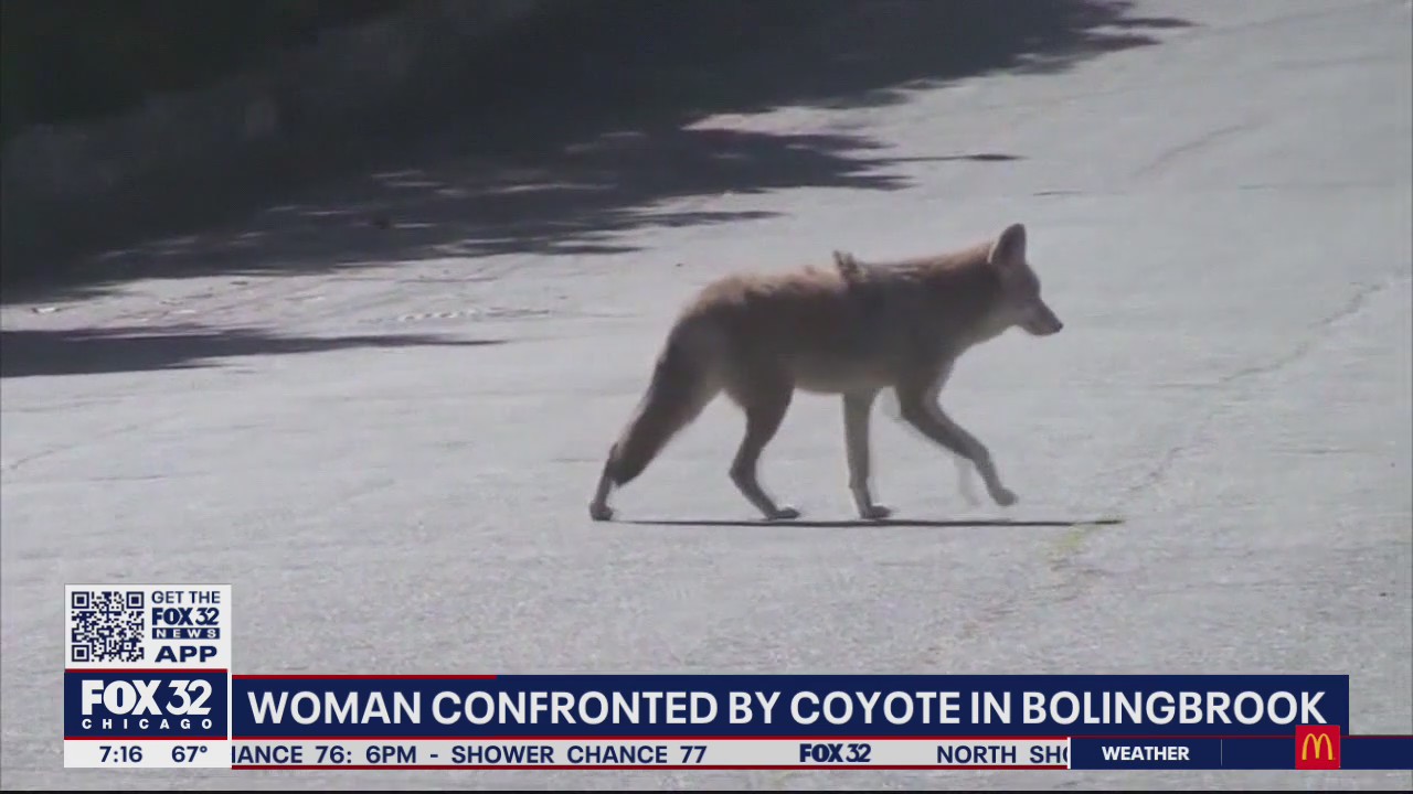 Coyote attack spooks SW suburban residents