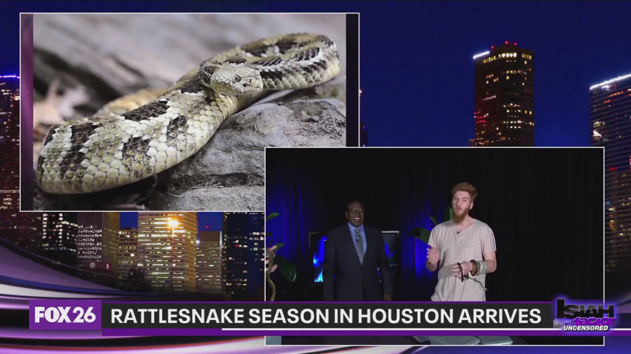 Rattlesnake season in Houston arrives