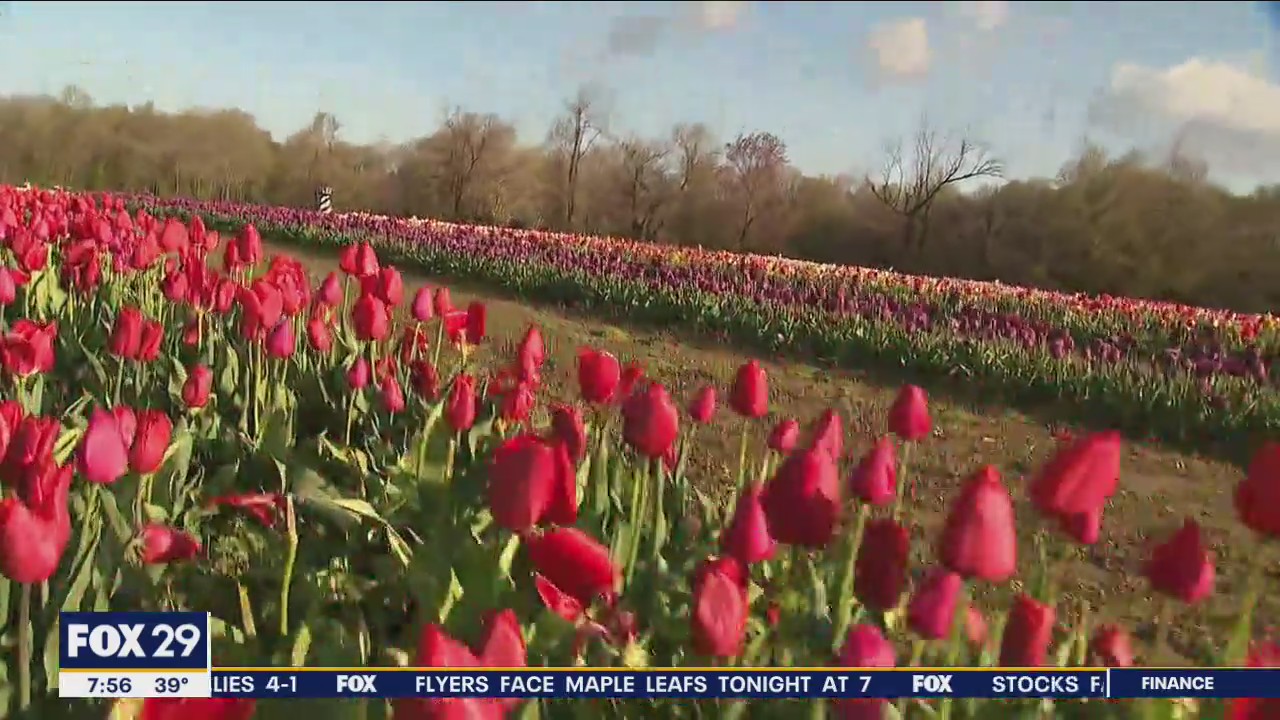 Township's Dalton Farms quadruples size of tulip farm