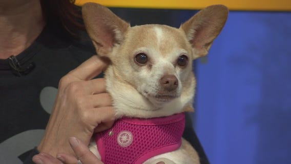 Pet Project:Scarlett from Best Friends Animal Society