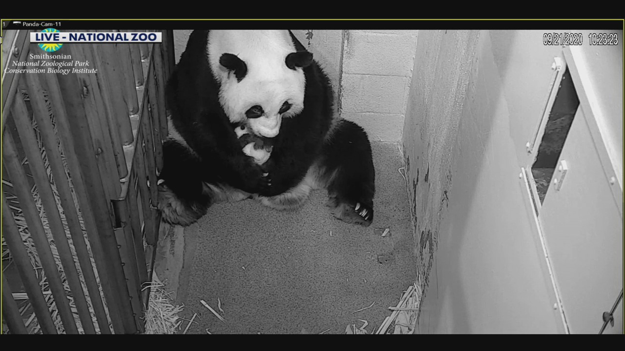 National Zoo’s giant panda cub growing up fast