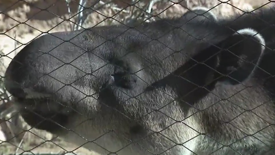 Wild Wednesday: All About Tapir