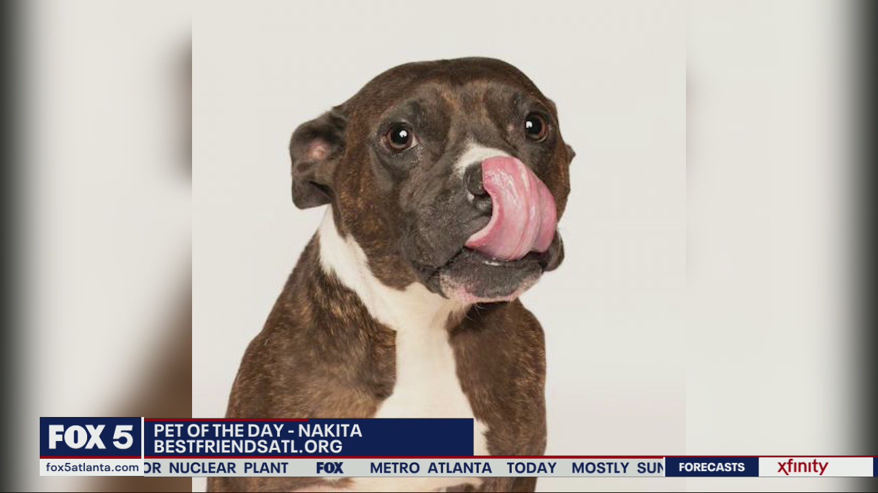 Pet of the Day - Nakita