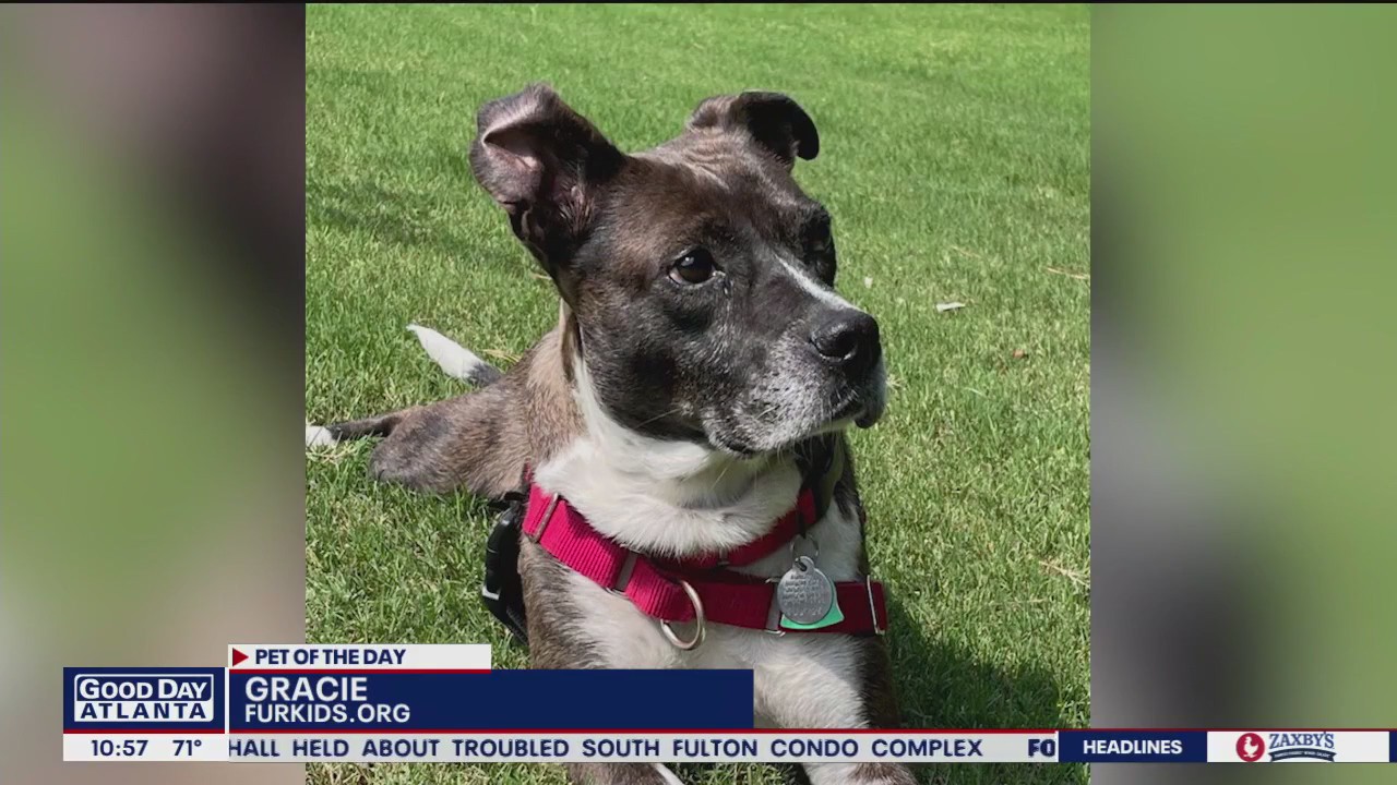 Pets of the Day from FurKids