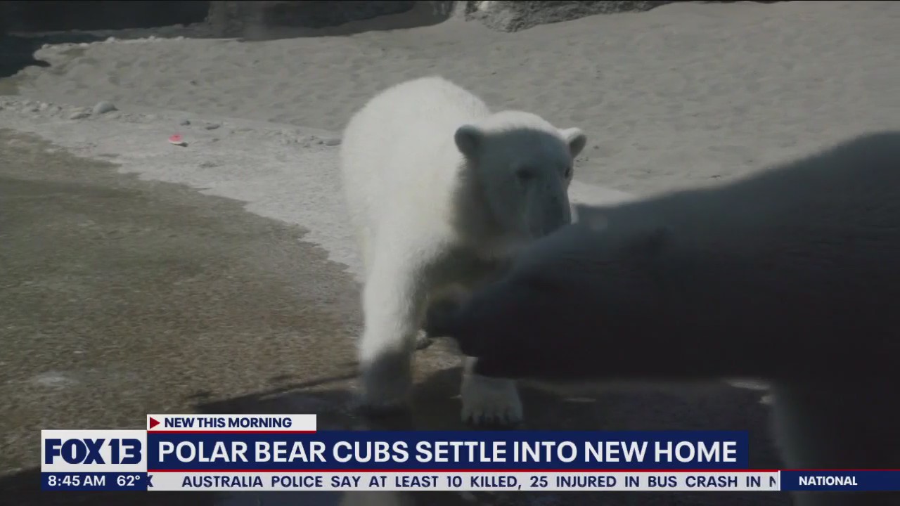 Polar bear cubs settle into new home
