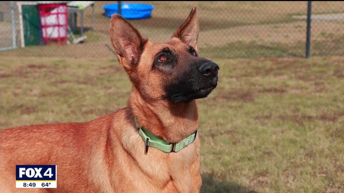 Dog of the Day: Cake