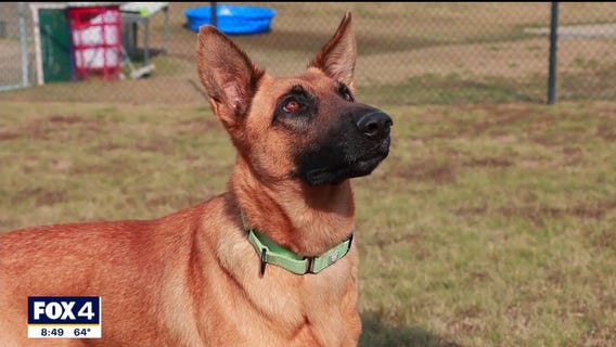 Dog of the Day: Cake