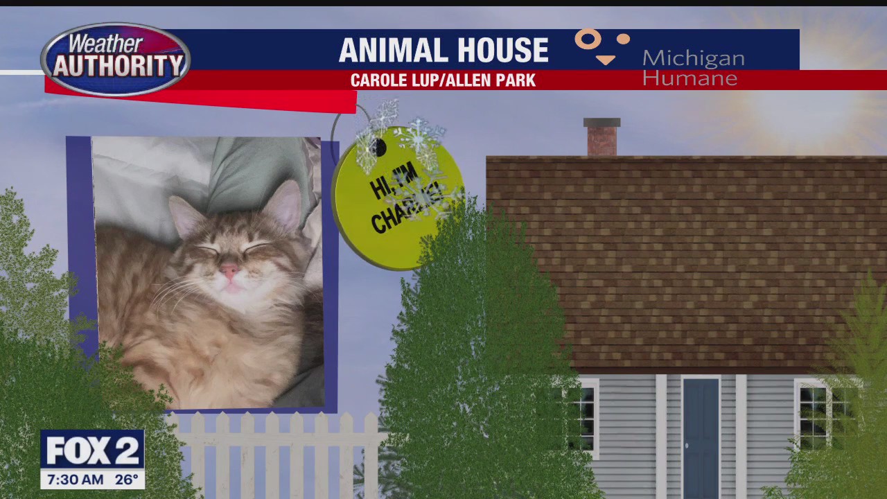 Welcome Charlie, Safyre, Bella