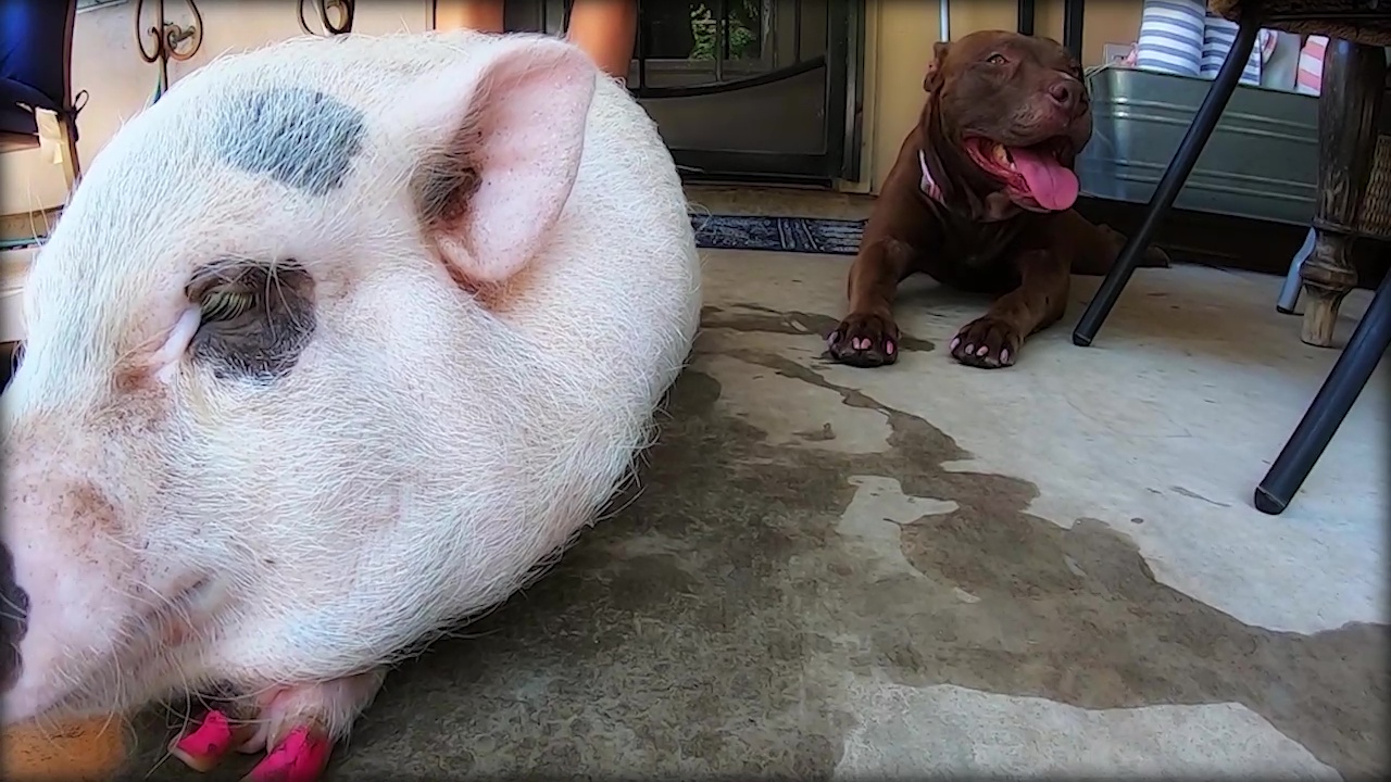 Pig, pit bull forms unlikely duo