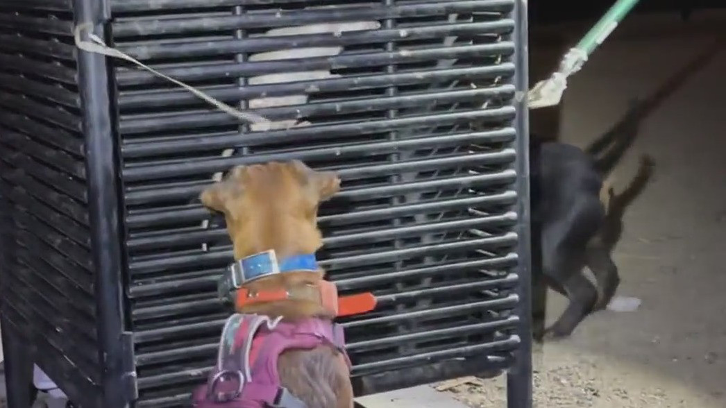 Rodent infestation in Vallejo 'mostly handled'