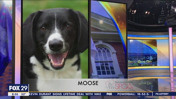 FurEver Home: April 30, 2023