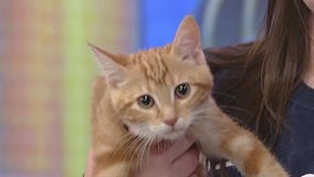 Meet Maki: Our Pet of the Day