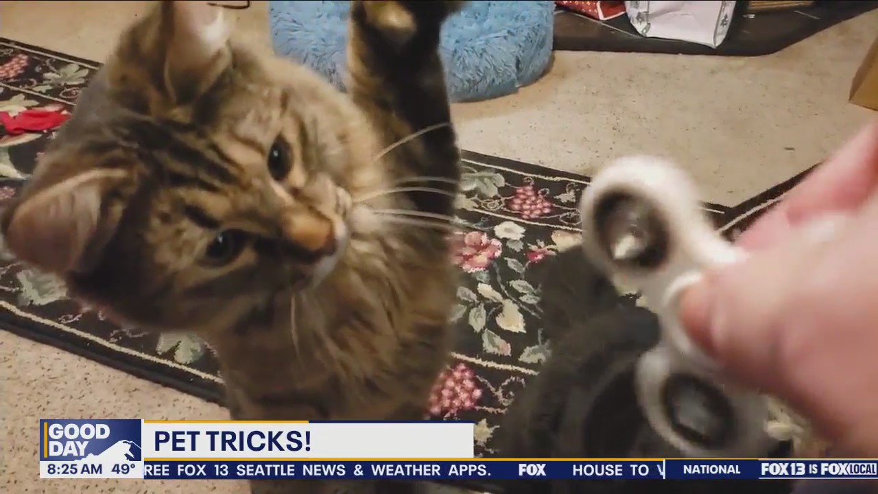 Good Day Pet Tricks for Friday, March 22