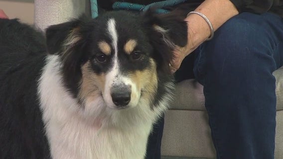 Meet Jewels, our FOX 13 Pet of the Week