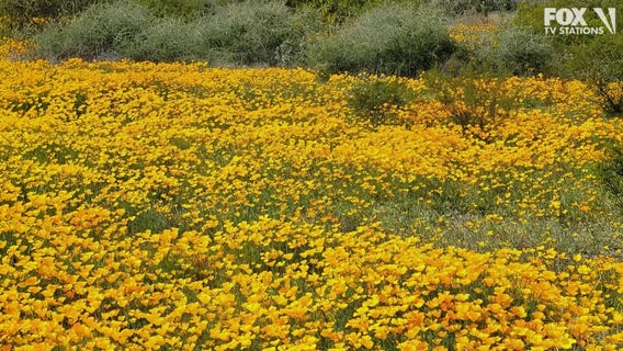 Arizona photos of the week: April 24-30