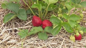 FOX 9 Good Day: June 12, 2025